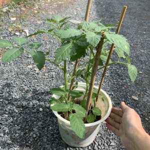 Chậu cây giống Cà Chua Socola giao cây khỏe kháng bệnh tốt