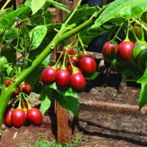Cây giống cà chua thân gỗ Tamarillo (Magic-S)