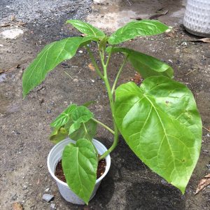 Cây giống cà chua thân gỗ Tamarillo (Magic-S)