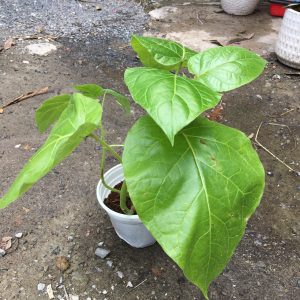 Cây giống cà chua thân gỗ Tamarillo (Magic-S)