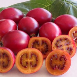 Gói 10  hạt giống Cà Chua Thân Gỗ Tamarillo Đỏ