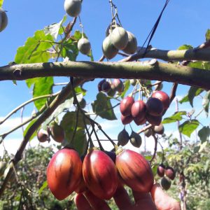 Gói 10  hạt giống Cà Chua Thân Gỗ Tamarillo Đỏ