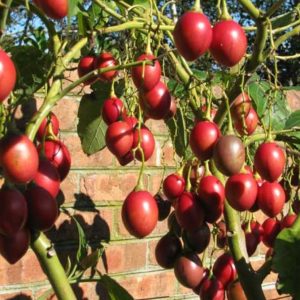 Gói 10  hạt giống Cà Chua Thân Gỗ Tamarillo Đỏ