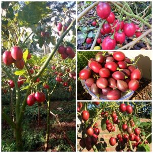 Gói 10  hạt giống Cà Chua Thân Gỗ Tamarillo Đỏ