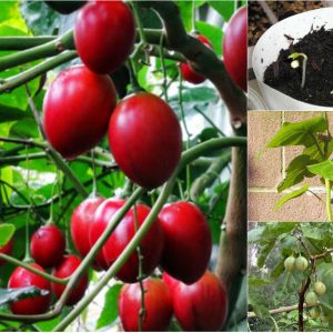 Cây giống cà chua thân gỗ Tamarillo (Magic-S)