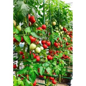 Gói 1kg phân bón hữu cơ khoáng Atrazin cải tạo đất cho cây trồng