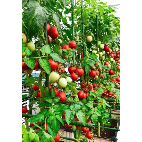 Gói 1kg phân bón hữu cơ khoáng Atrazin cải tạo đất cho cây trồng