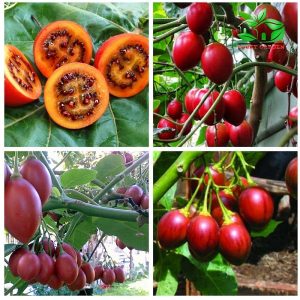 Cây giống cà chua thân gỗ Tamarillo (Magic-S)