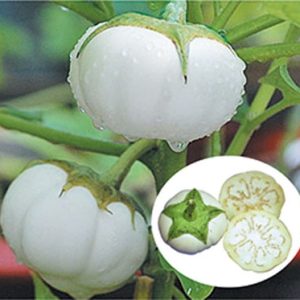 Gói 0.5gr cà dĩa trắng to cho trái 200gram