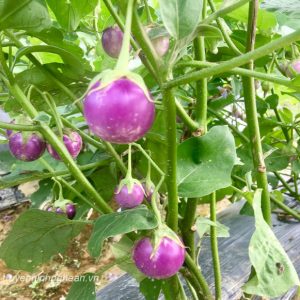 Gói 0.5gr Hạt giống cà pháo tím cao sản