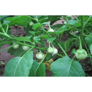 Gói 0.5gr Hạt giống cà pháo Trắng cao sản