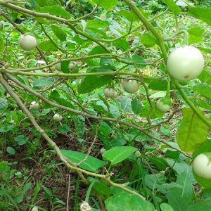 Gói 0.5gr Hạt giống cà pháo Trắng cao sản