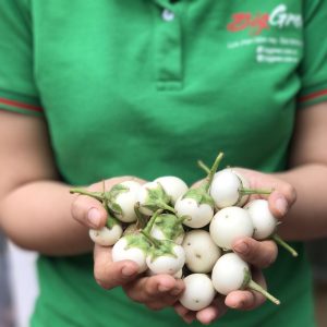 Gói 0.5gr Hạt giống cà pháo Trắng cao sản