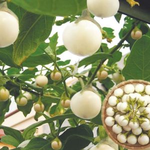 Gói 0.5gr Hạt giống cà pháo Trắng cao sản