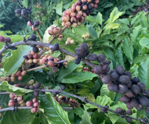 Chai 20ml thuốc từ bệnh SagoPerfect