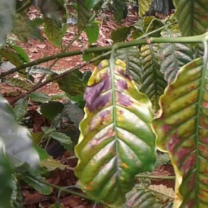 Chai 20ml thuốc từ bệnh SagoPerfect