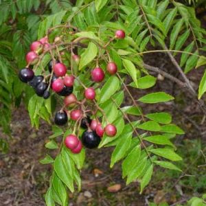 Cây giống gia vị cà ri Ấn Độ size trung