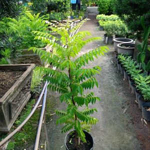 Cây giống gia vị cà ri Ấn Độ size trung