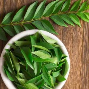 Cây giống gia vị cà ri Ấn Độ size trung