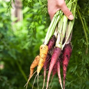 Gói 40 hạt giống Cà Rốt Mix Màu