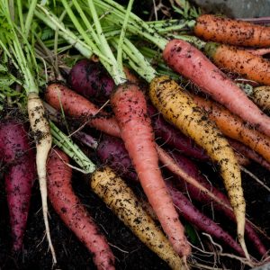 Gói 40 hạt giống Cà Rốt Mix Màu