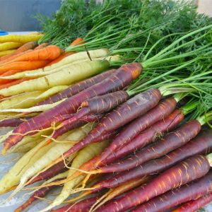 Gói 40 hạt giống Cà Rốt Mix Màu