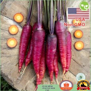 Gói 150  hạt giống Cà Rốt Tím Purple Giàu Anthocyanin