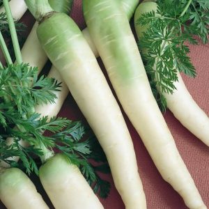 Gói 50  hạt giống Cà Rốt Xanh Trắng Lunar