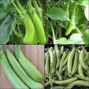 Gói 0.5gr Hạt giống cà xanh Mỡ