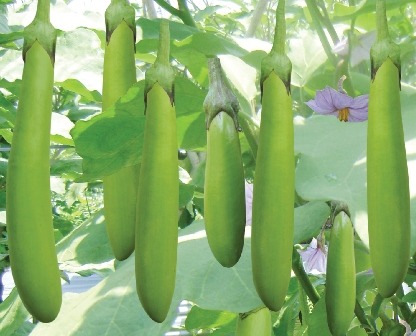 Gói 0.2gr Hạt giống cà xanh Mỡ