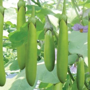 Gói 0.5gr Hạt giống cà xanh Mỡ