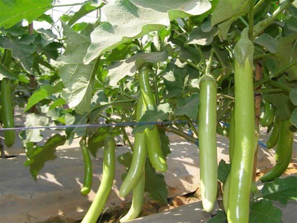 Gói 0.2gr Hạt giống cà xanh Mỡ