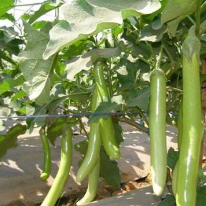 Gói 0.5gr Hạt giống cà xanh Mỡ