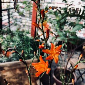 Combo 10 củ giống hoa dơn lúa (Lay ơn lúa) - Giống hoa lay ơn rừng trồng khoảng 5 tháng cho hoa.