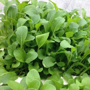 Gói 20GR hạt giống Cải Ăn Non Baby SV No 1