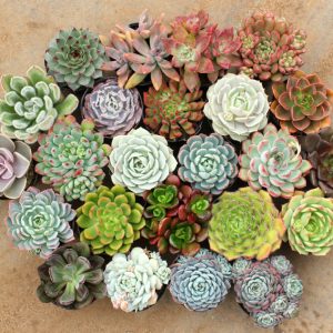 Combo 10 sen đá mini