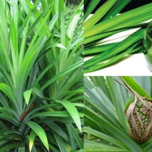 Cây giống Cây Lá Dứa (lá nếp) - CayGiongTot