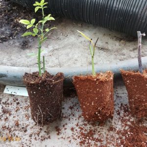 Combo 10 cây giống bầu chiết hồng ngoại - bầu nhiều rễ ổn định, tỷ lệ sống cao