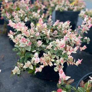 Cây giống thằn lằn cẩm thạch ( cây thằn lằn bông) - CayGiongTot