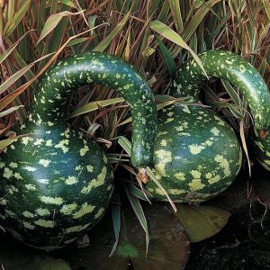 Gói 5 HẠT hạt giống Bầu Thiên Nga