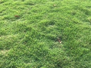 HẠT GIỐNG CỎ TRỒNG THẢM BERMUDA - 50Gr