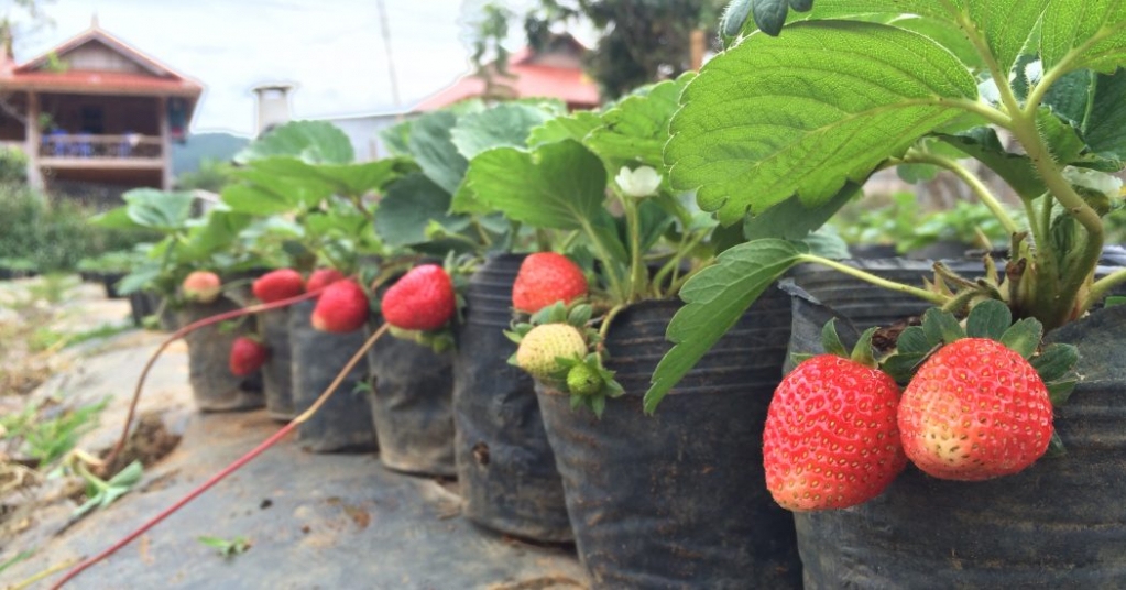 cach-trong-dau-tay-va-ky-thuat-trong-dau-tay-2-1 NGÓ DÂU TÂY CHỊU NHIỆT