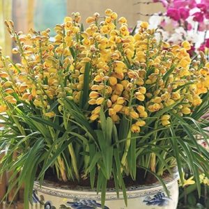 Địa Lan SaTo - 5 ngồng hoa