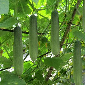 Gói 1g hạt giống dưa leo