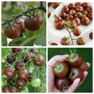 Gói 5 hạt giống Cà Chua Socola F1 SV 124