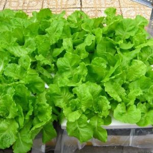 Gói 10g hạt giống xà lách Dún Vàng cao sản