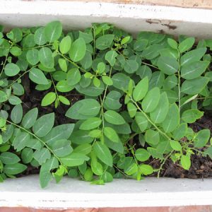 Gói 0.2GR hạt giống Rau Bồ Ngót