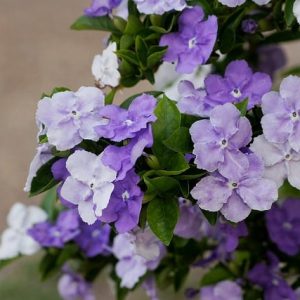 Cây giống hoa Nhài (Lài) Nhật hoa cực thơm - cây trưởng thành đang hoặc sắp cho hoa