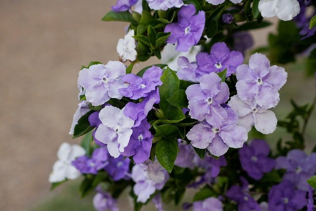 Cây giống hoa Nhài (Lài) Nhật hoa cực thơm - cây trưởng thành đang hoặc sắp cho hoa