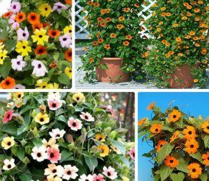 Gói 0.5GR hạt giống hoa Ánh Dương Nhiều Màu (dây leo)